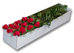 Edmonton Florist, 24 roses, greens and babies breath in box & bow/V-23