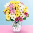 Edmonton Florist, Daisy Heaven in Vase - 15 Stems/H-01