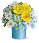 Edmonton Florist, Gerberas, Daisies,Hydrengea -Welcome to the World/049