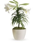 Edmonton Florist, Easter Lily in Container, Bow, Willow/E15